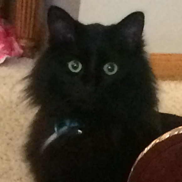 Meet your Posher, Amanda - Picture 1 of 1